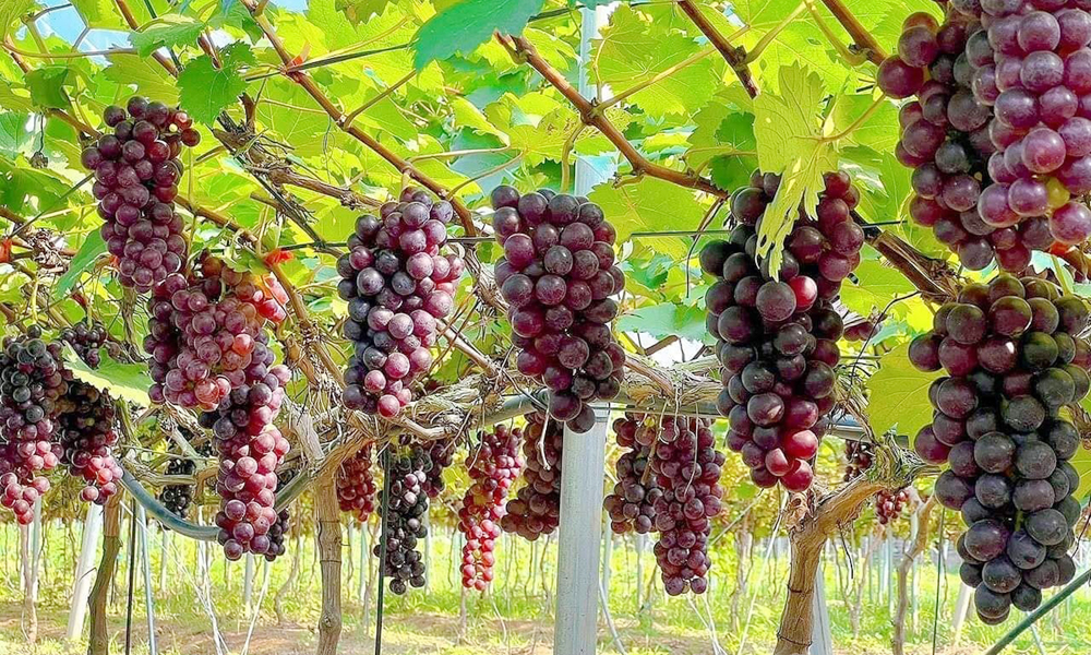 Vườn nho Hạ Đen tại Trường Đại học Nông - Lâm Bắc Giang.