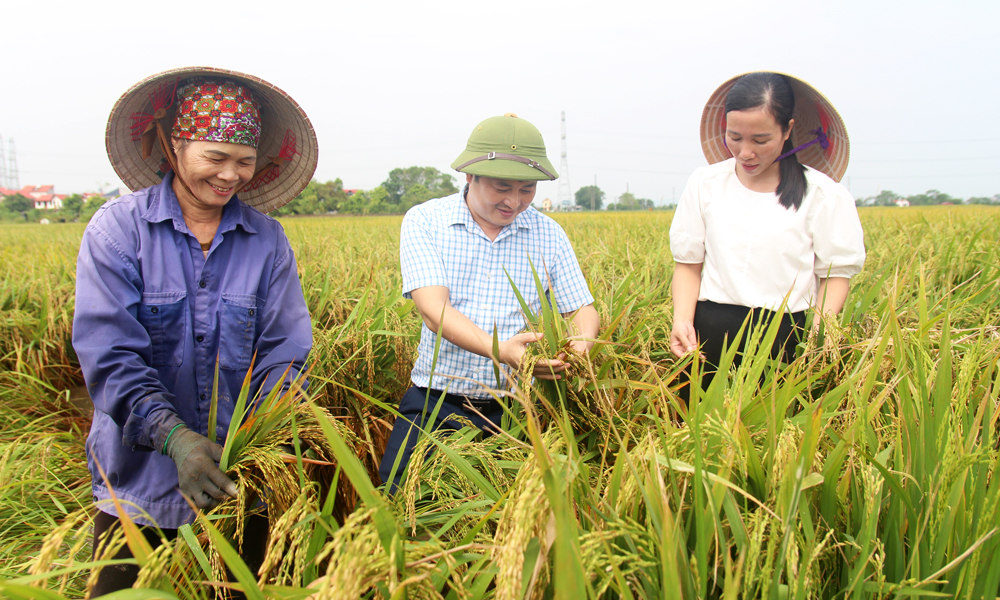 Cán bộ Phòng Nông nghiệp và PTNT huyện Hiệp Hòa hướng dẫn người dân chăm sóc lúa sau mưa bão.