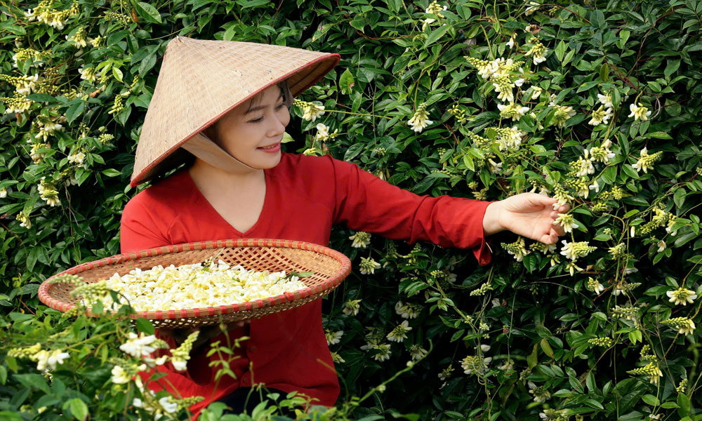 Hoa sâm núi Dành. Ảnh: NSNA Vương Lâm